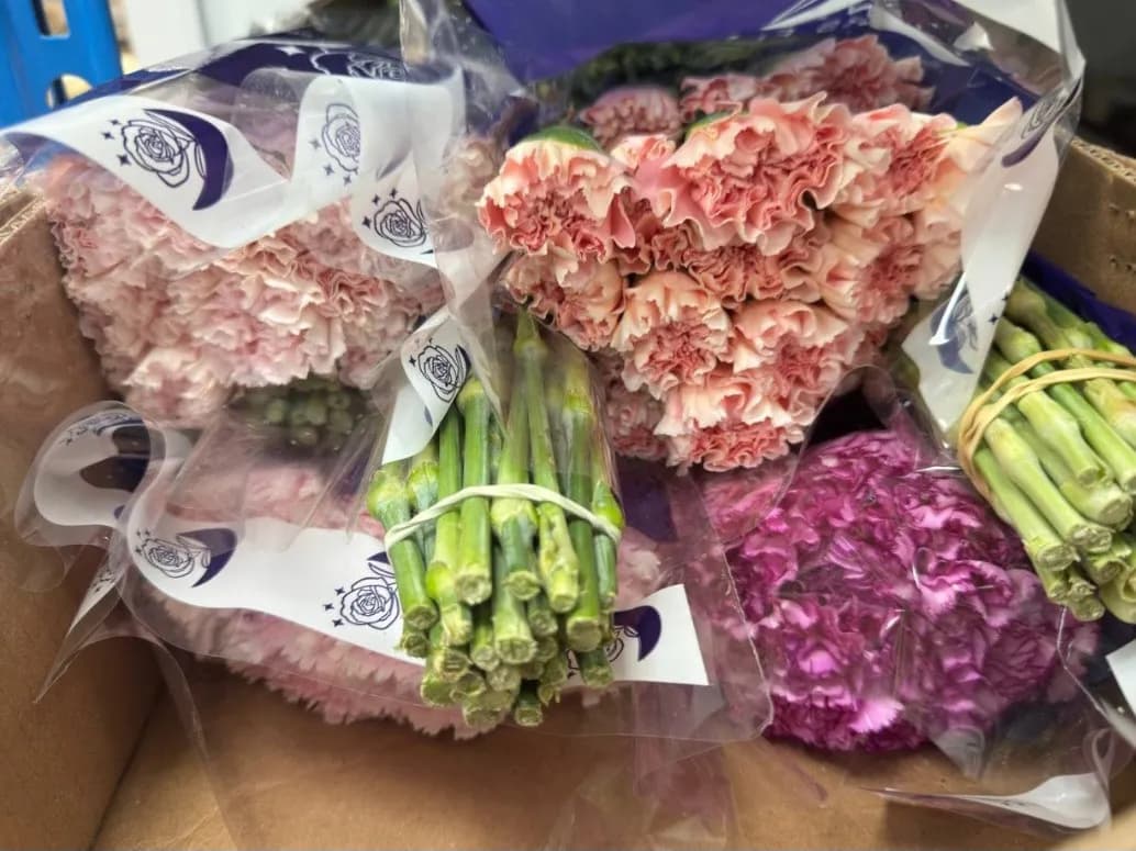 Гвоздика одноголовая MIX — слайд 1