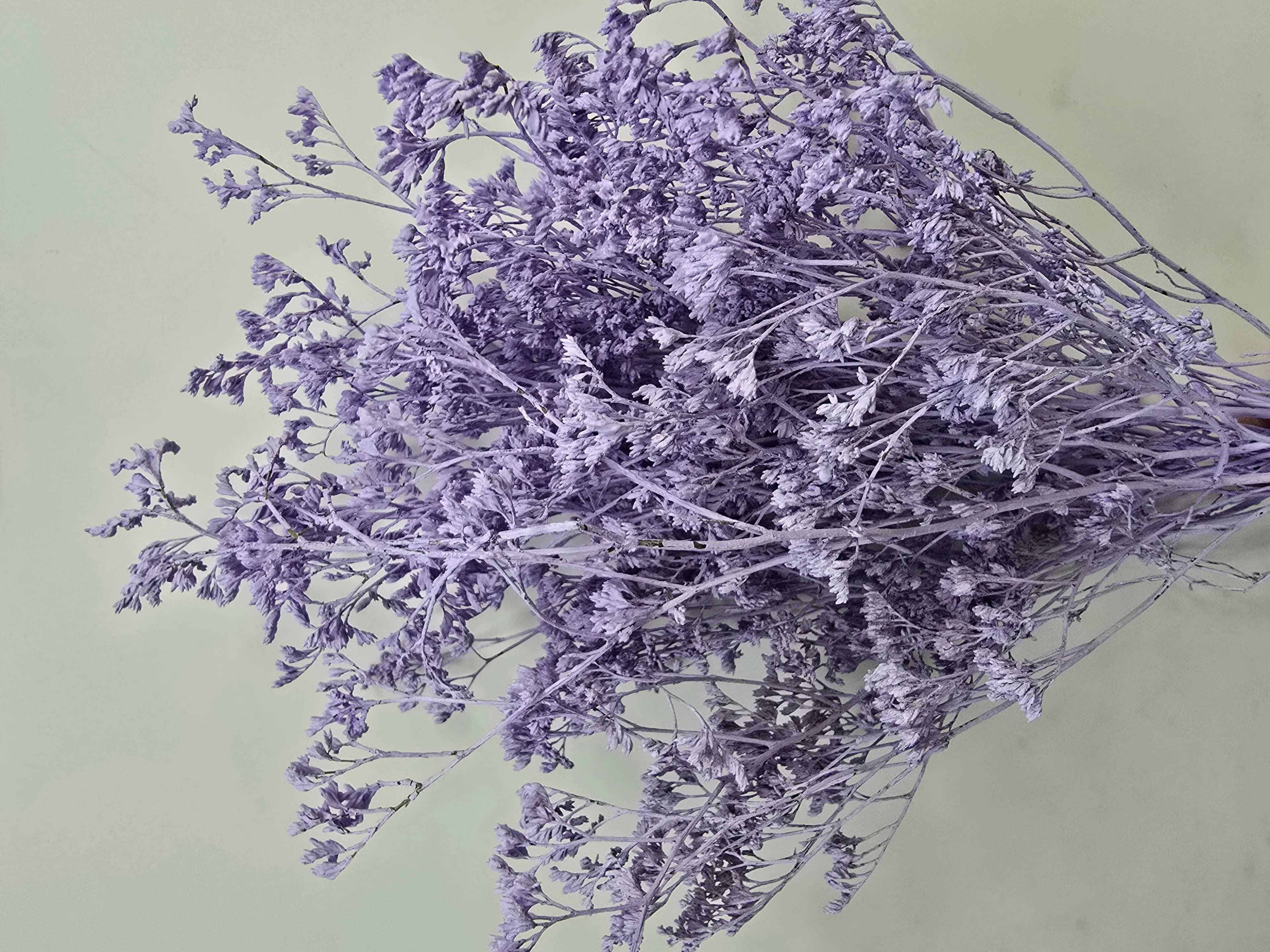 Солидаго крашенная Milka сиреневая — слайд 1