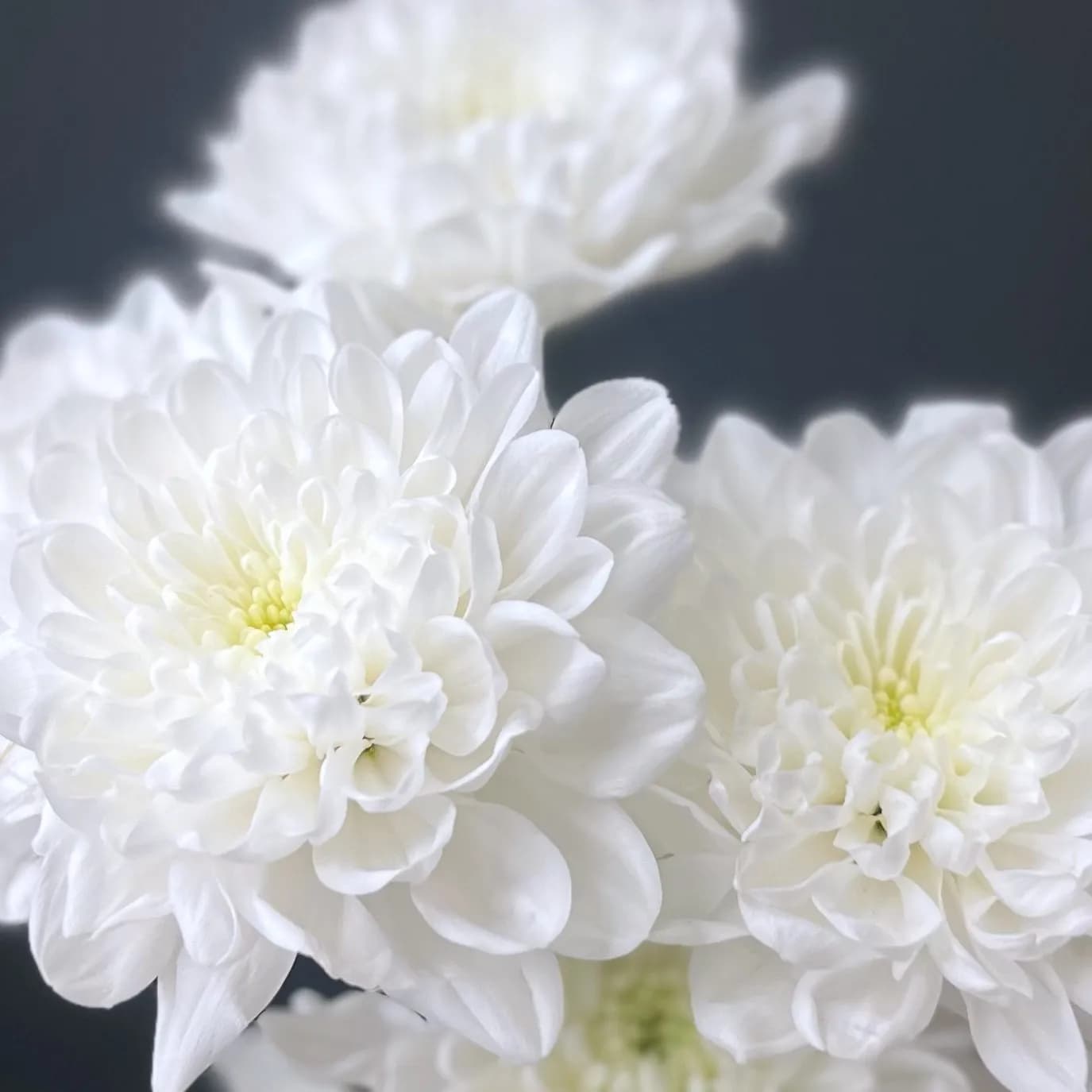 Алтай Linflowers — с доставкой