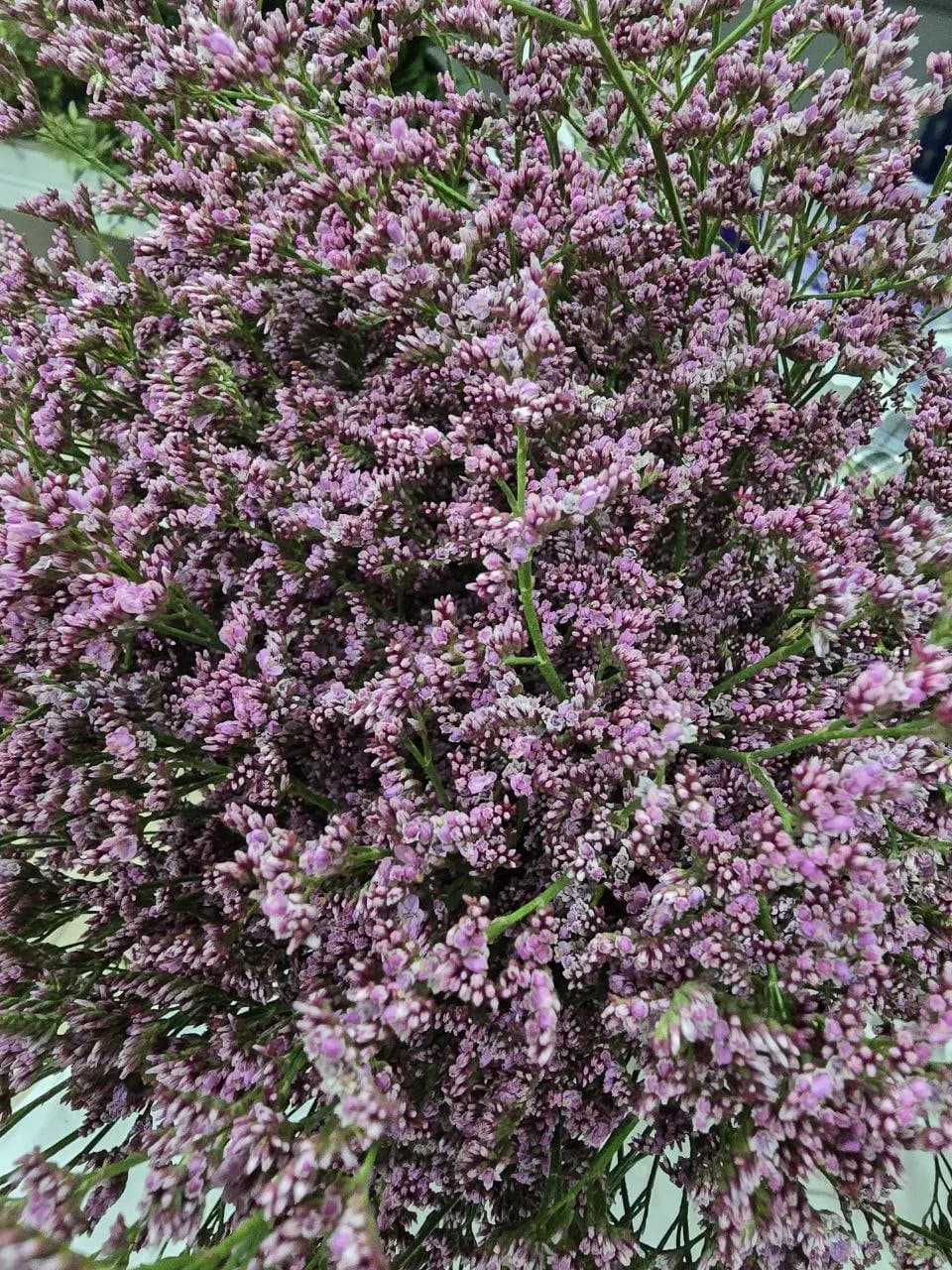 Лимониум Pink Emille — Импортировано из 1С с доставкой