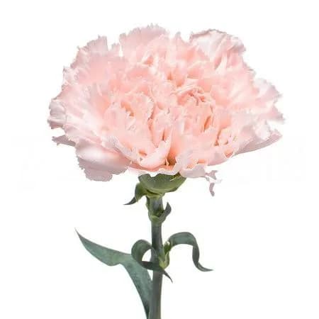 Гвоздика LIGHTPINK одноголовая — с доставкой
